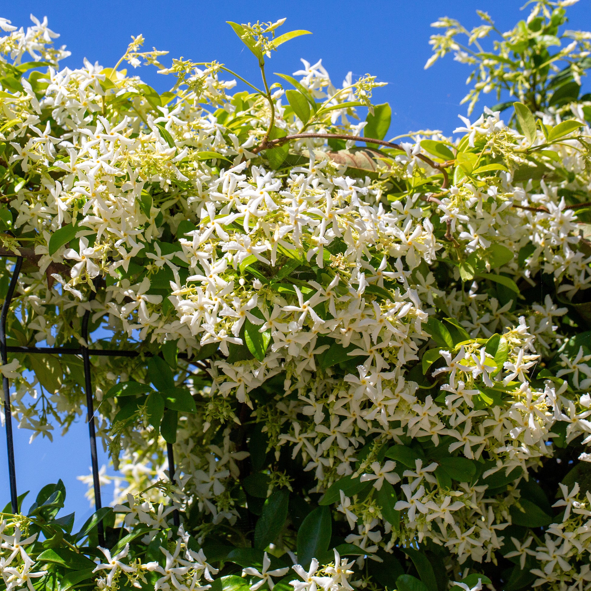 Sternjasmin - Sternjasmin - Trachelospermum - Bakker
