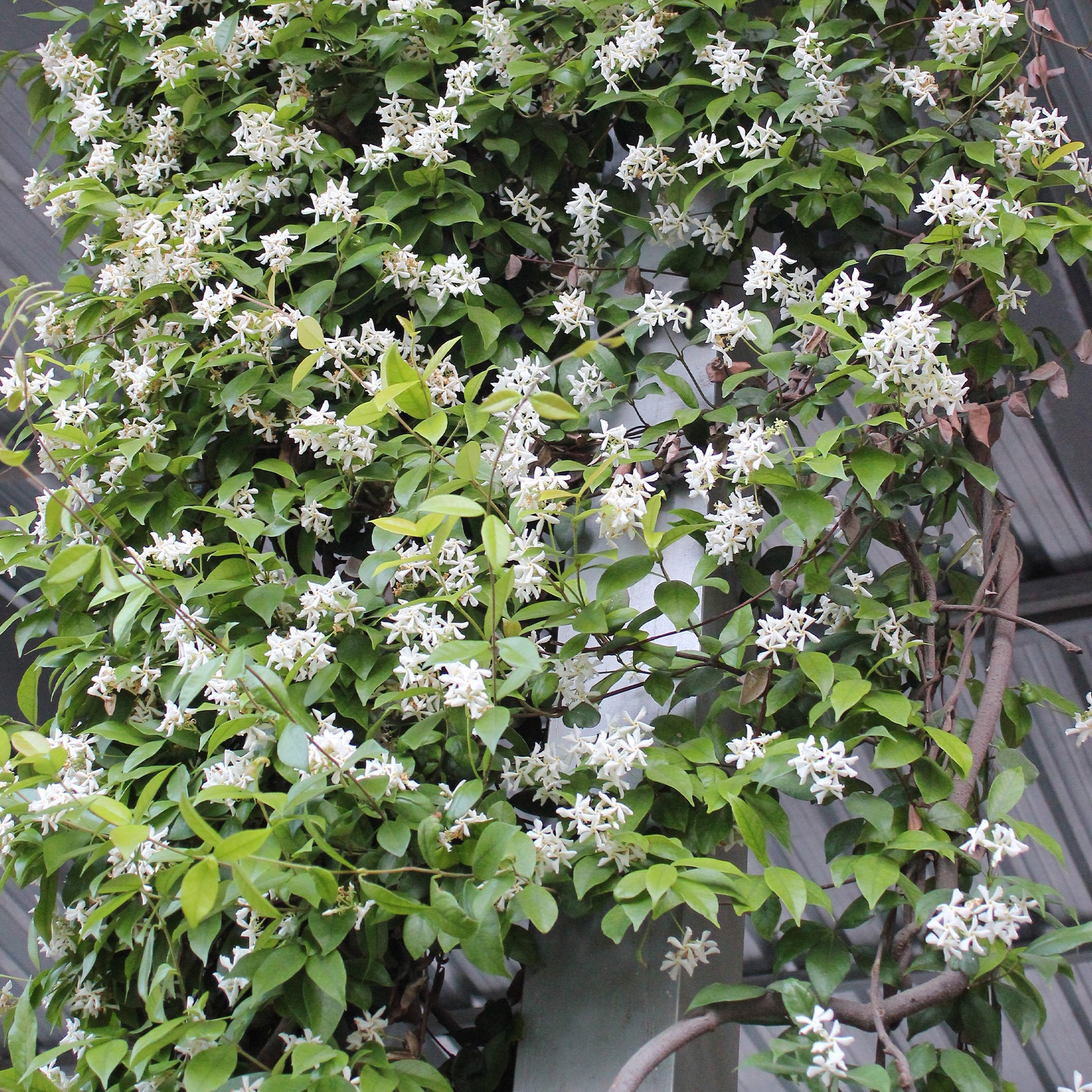 Trachelospermum jasminoides - Sternjasmin - Sternjasmin - Trachelospermum
