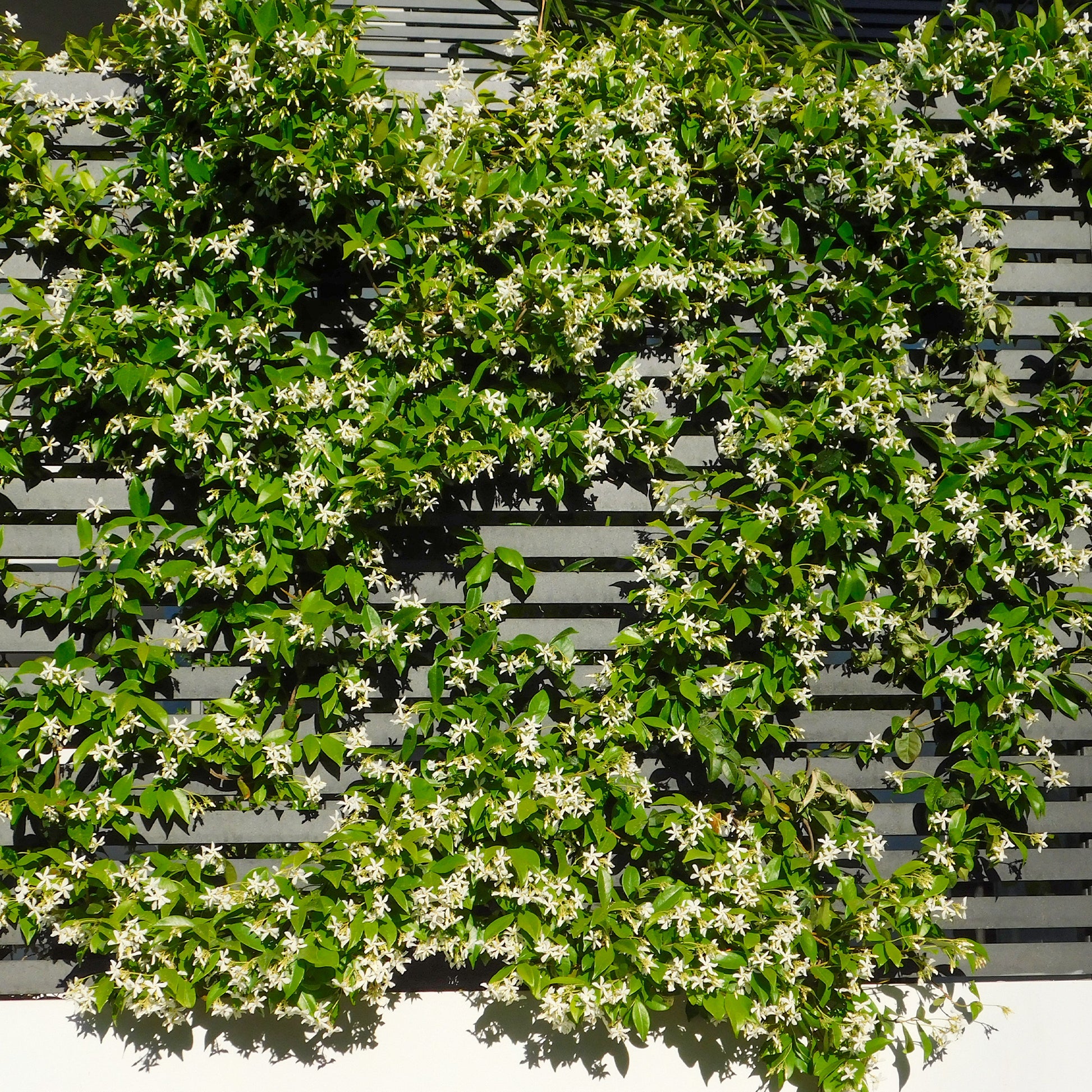 Sternjasmin - Trachelospermum jasminoides - Bakker