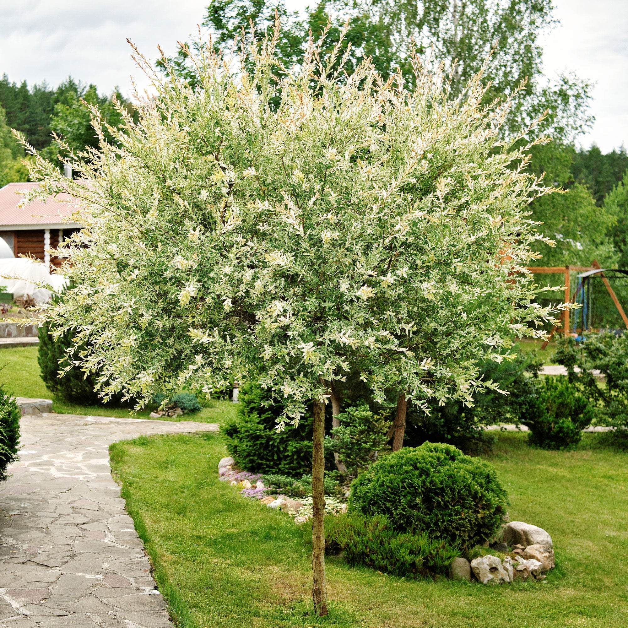 Harlekinweide auf Stamm - Salix integra hakuro nishiki | Bakker.com