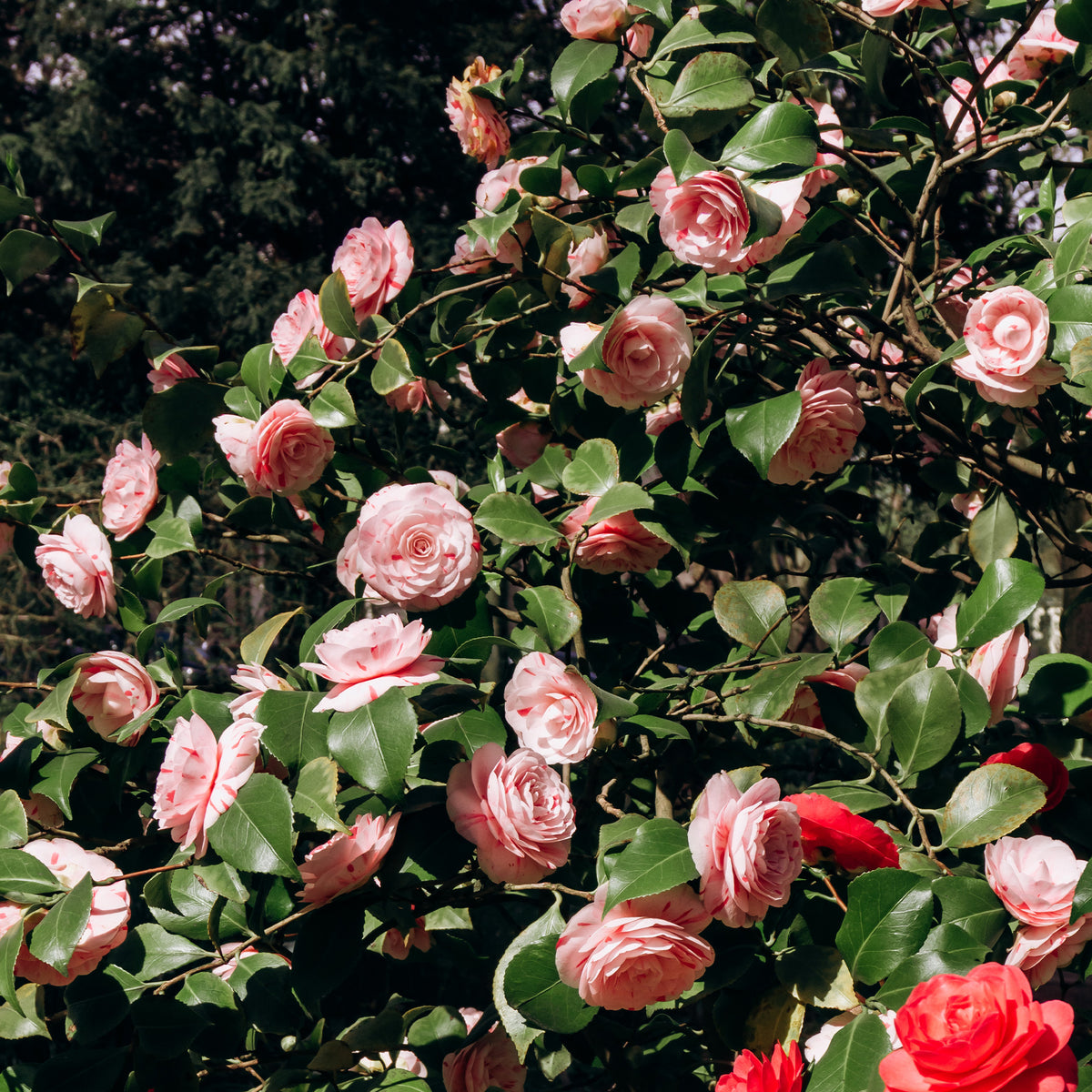 Kamelie - Kamelie William Bartlett - Camellia japonica william bartlett