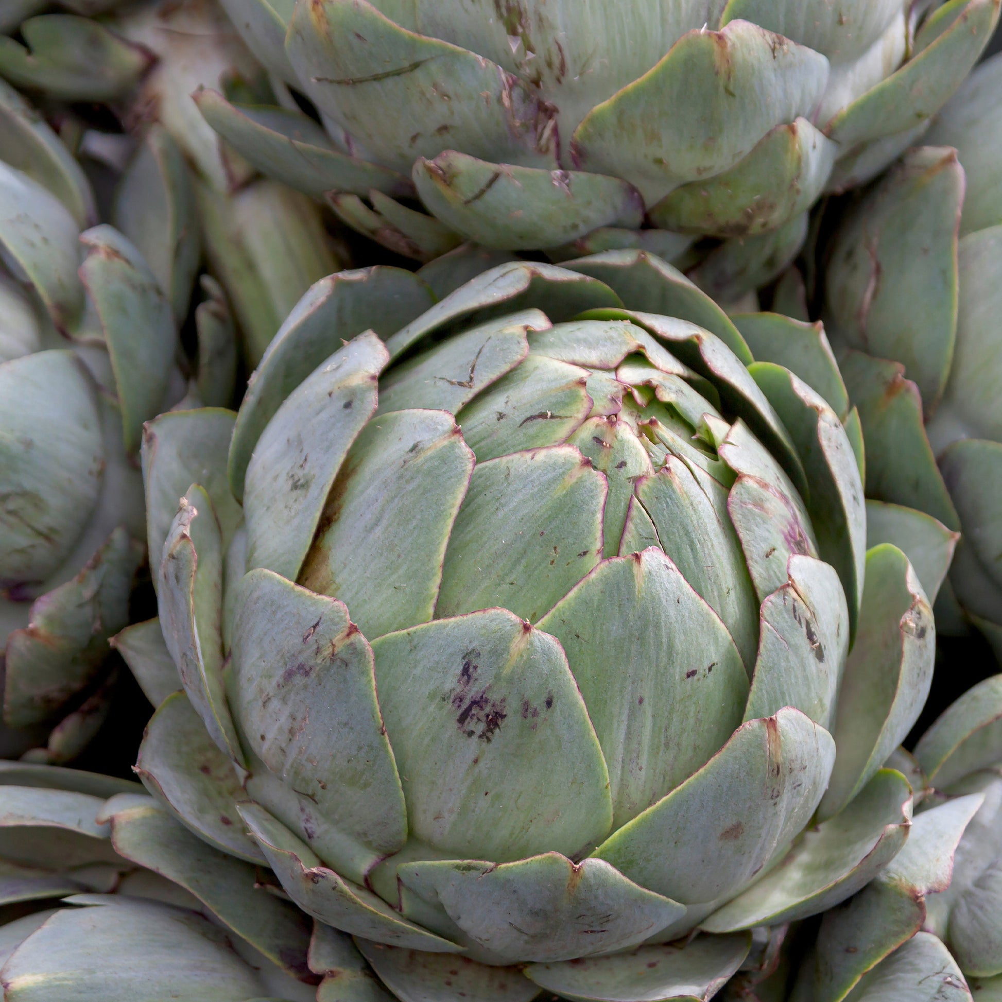 Artischocke Vert Vaulx Velin - Cynara cardunculus vert vaulx velin - Bakker