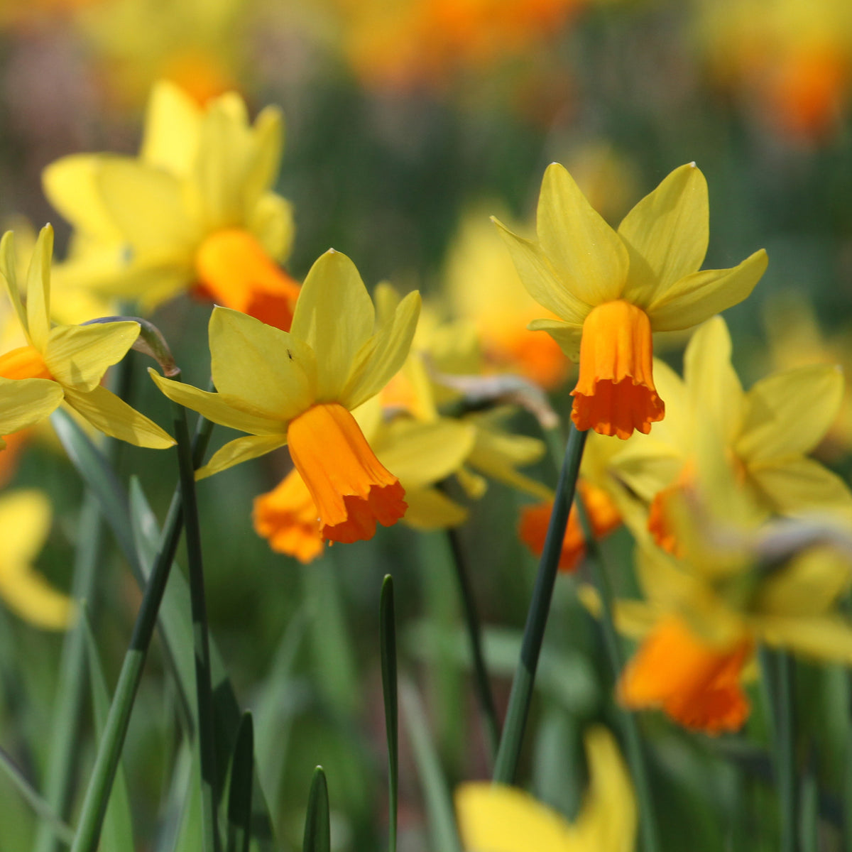Alpenveilchen-Narzissen ‘Jetfire’ (x5) - Narcissus cyclamineus Jetfire - Bakker