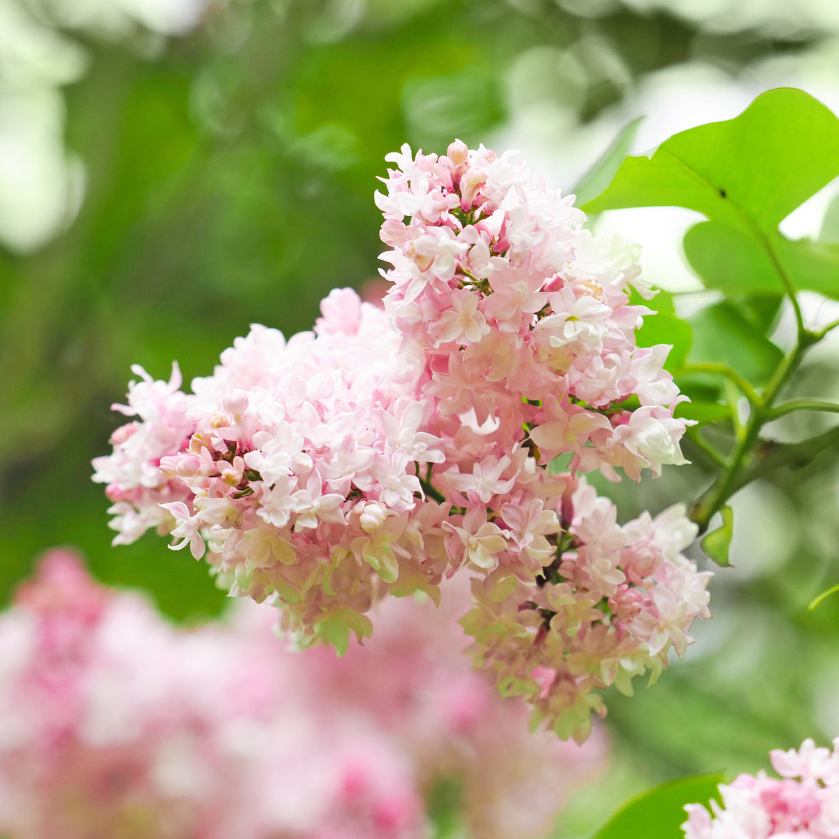 Flieder ‘Beauty of Moscow’ gefüllt - Syringa vulgaris Beauty of Moscow - Bakker