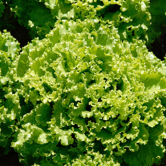 Bataviasalat Florine - Bakker