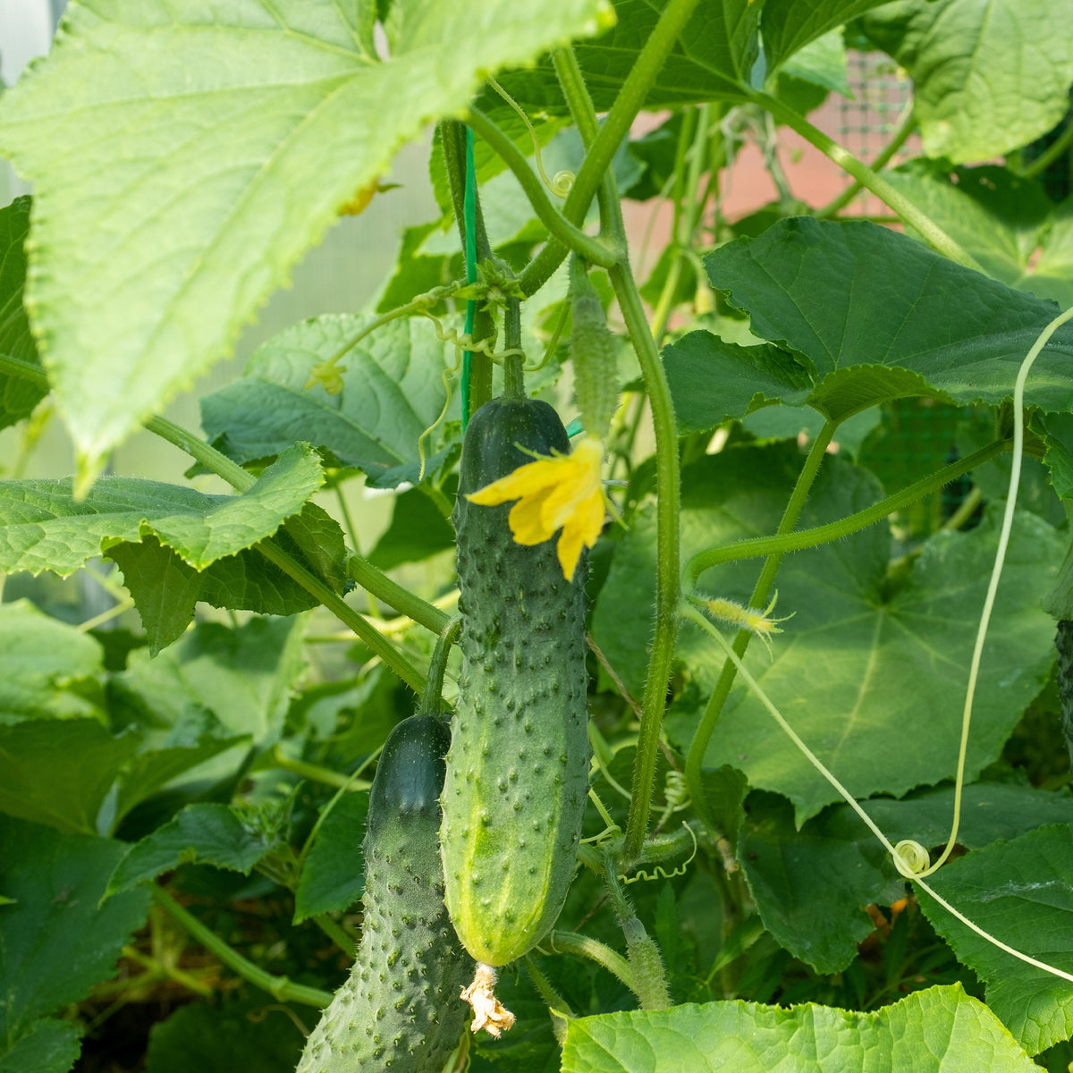 Cucumis sativus regal - Einlegegurke Regal F1 - Samen für Gewürzgurken