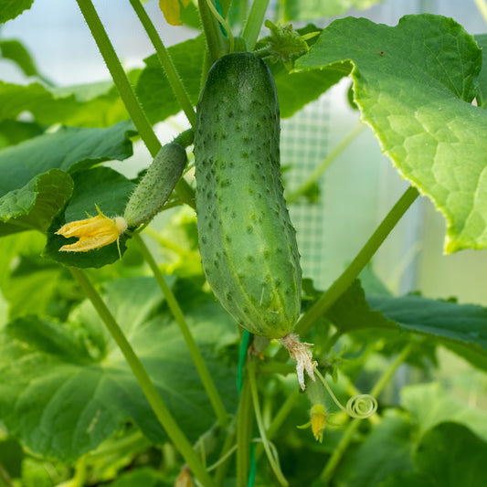 Einlegegurke Regal F1 - Bakker