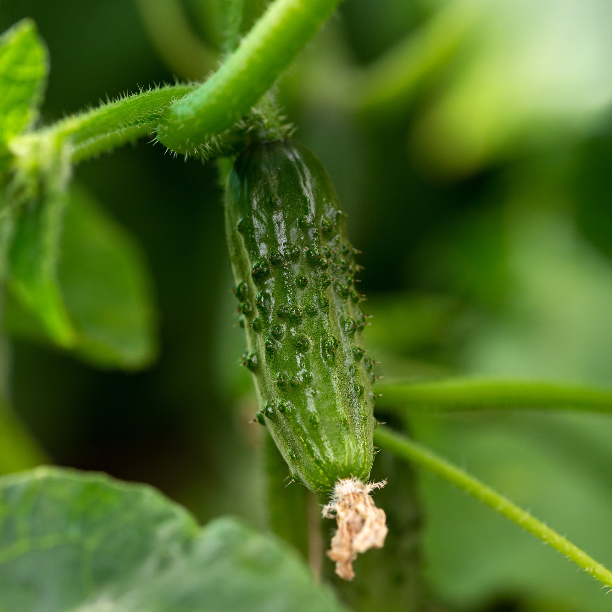 Einlegegurke Regal F1 - Cucumis sativus regal - Bakker