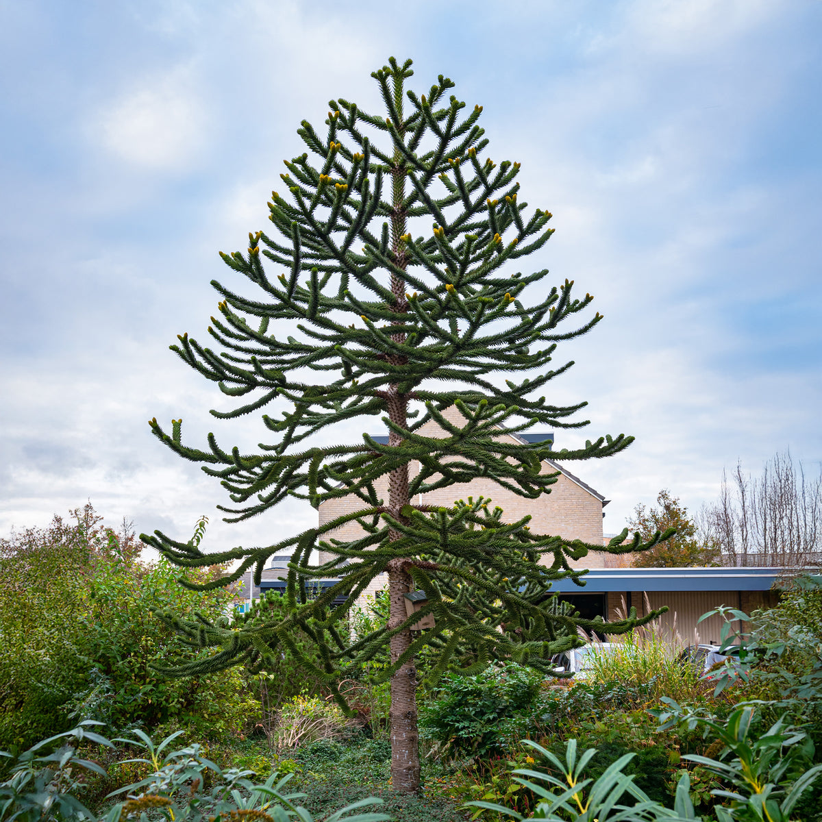 Affenbaum - Araucaria imbricata - Bakker