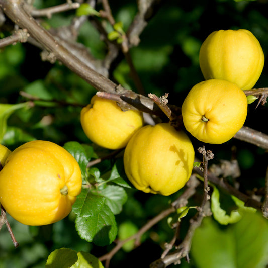 Japanische Quitte Cido - Bakker