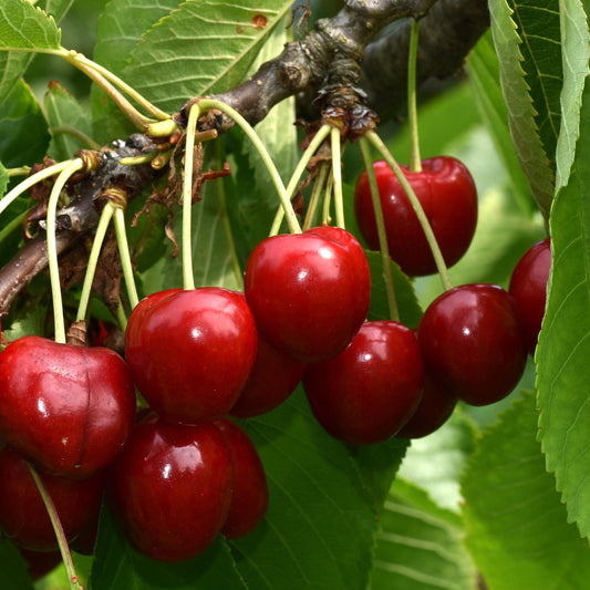 Kirsche Summit - Bakker