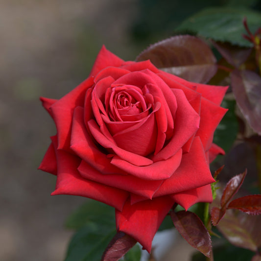 Beetrose ‘Grande Amore®’ - Bakker