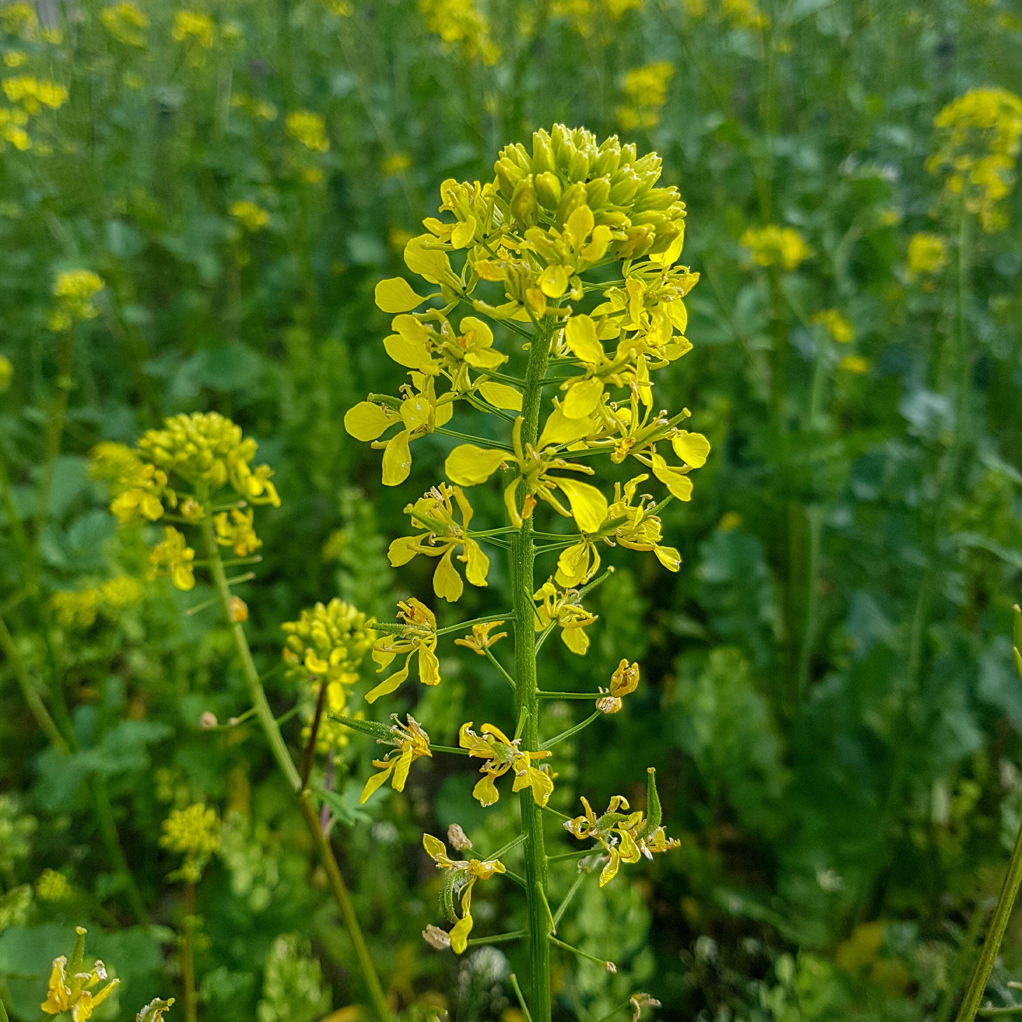 Saatgut Weißer Senf - Sinapis alba