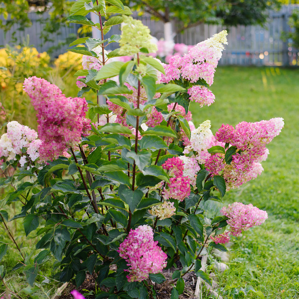 Rispenhortensie Fraise Melba® 'Renba'