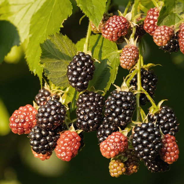 Brombeere Reuben - Rubus fruticosus reuben®