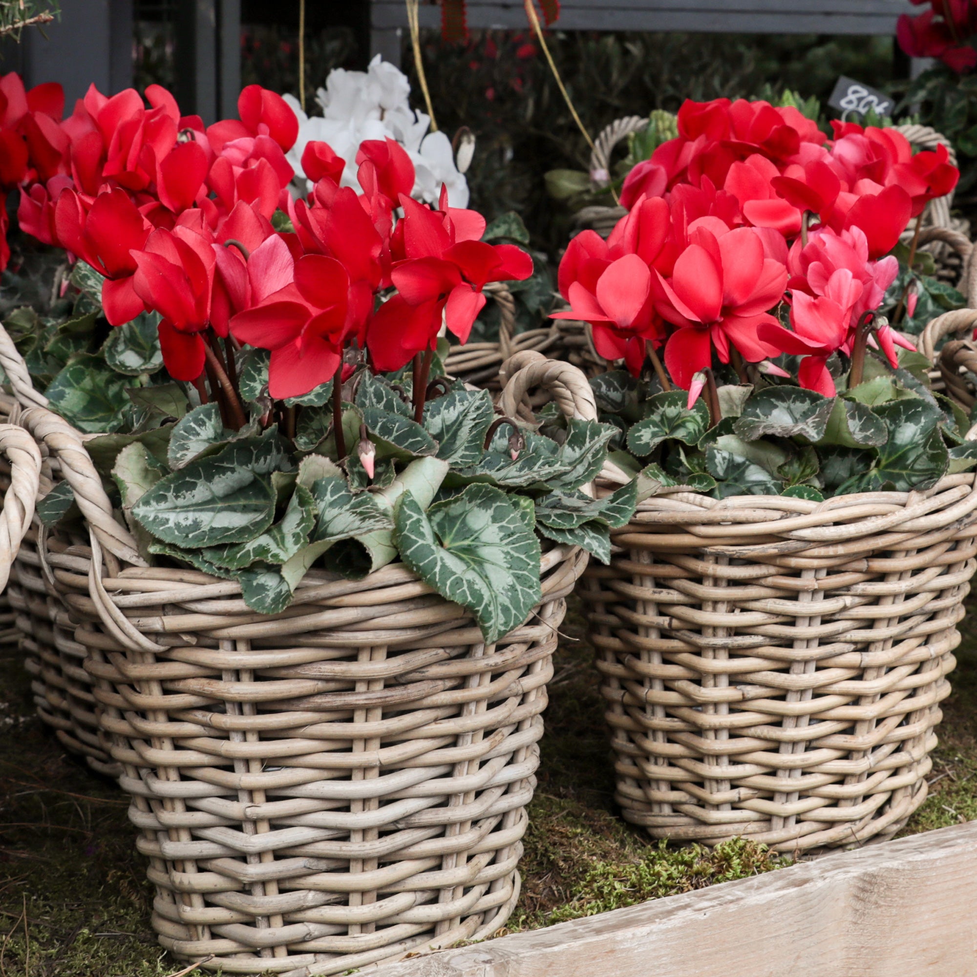 Rote Alpenveilchen (x3) - Cyclamen super série