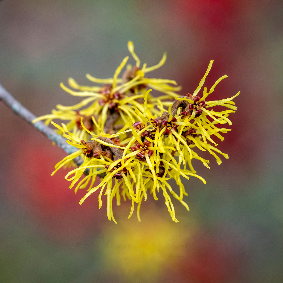 Blühende Sträucher - Chinesische Zaubernuss - Hamamelis mollis