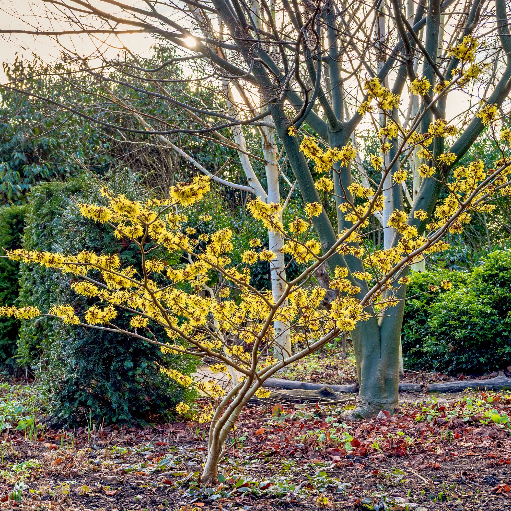 welcher dünger für bonsai Bonsai-Dünger online kaufen – Urbangreen