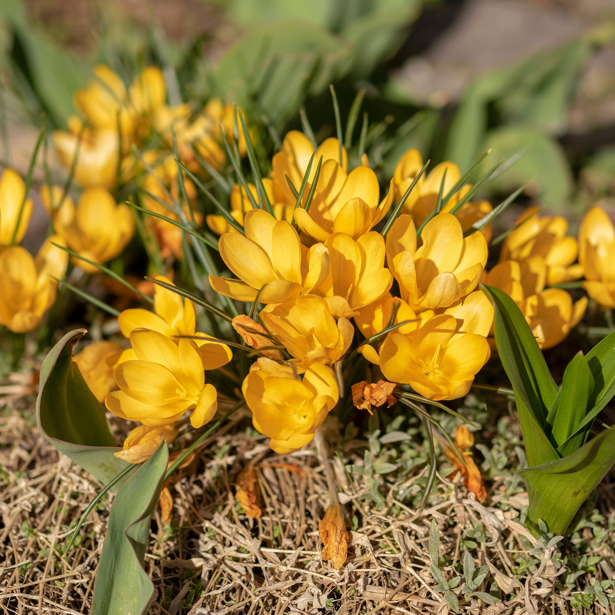 Krokusse Gelbe Riesen (x15) - Bakker