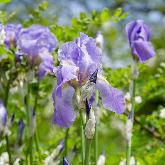 Deutsche Schwertlilie Lovely again (x3) - Bakker