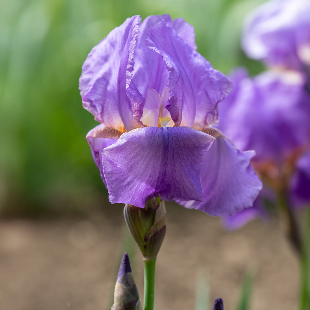 Verkauf Deutsche Schwertlilie Lovely again (x3) - Iris germanica lovely again