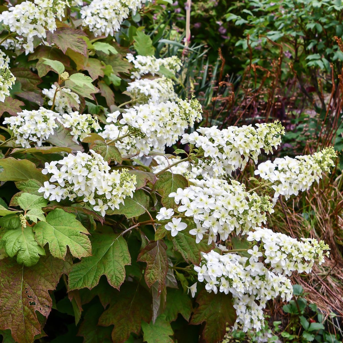 Eichenblättrige Hortensie