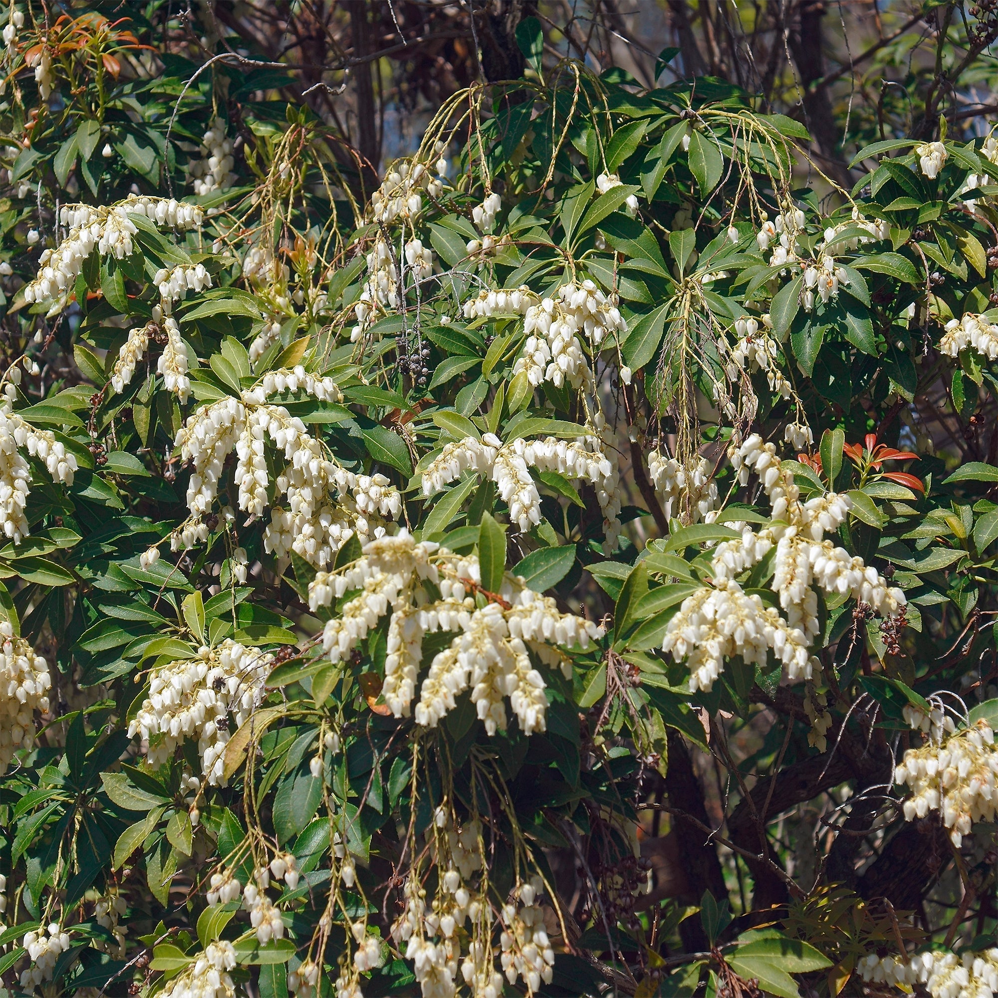 japanische lavendelheide variegata Japanische Lavendelheide - Pieris japonica white cascade