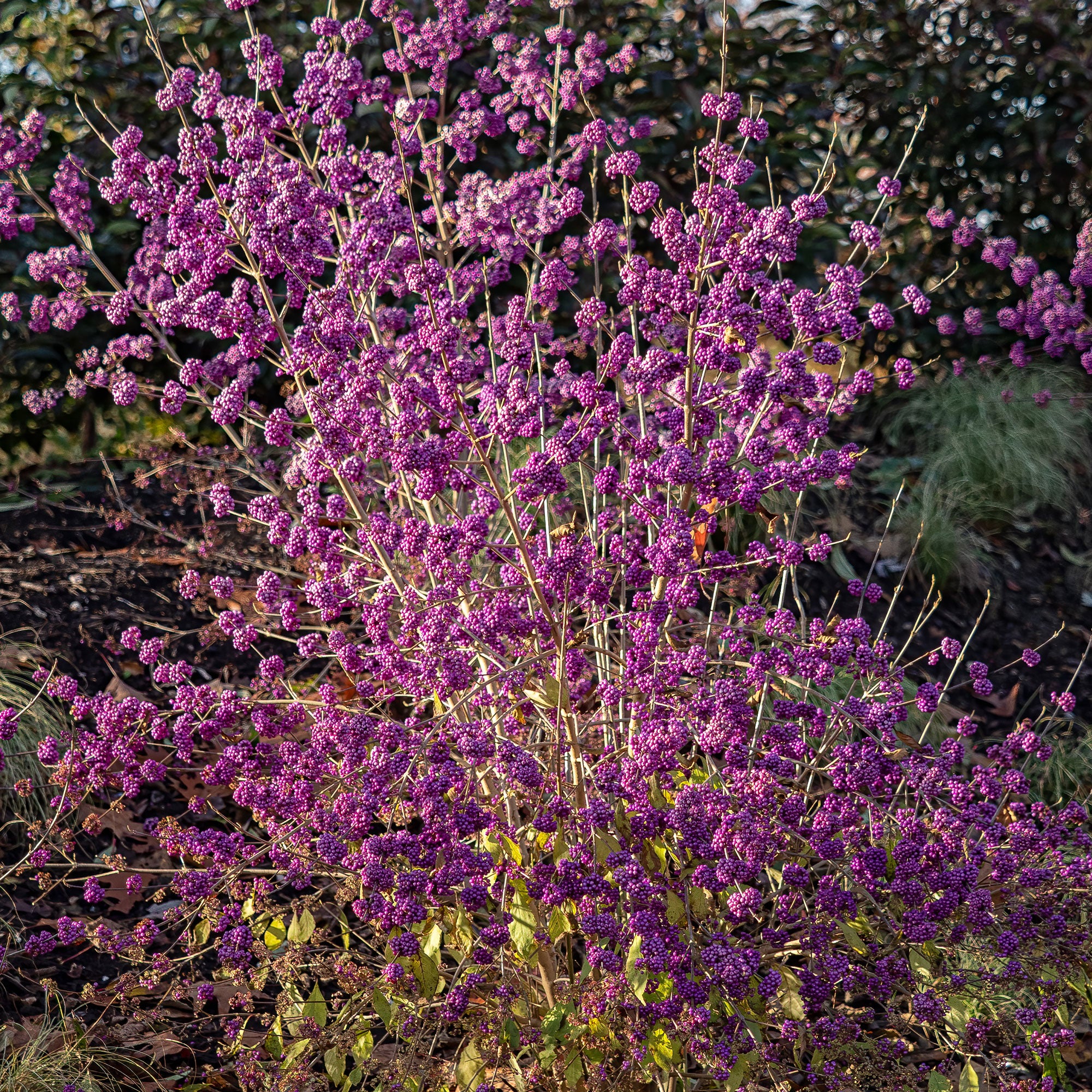 Liebesperlenstrauch Profusion