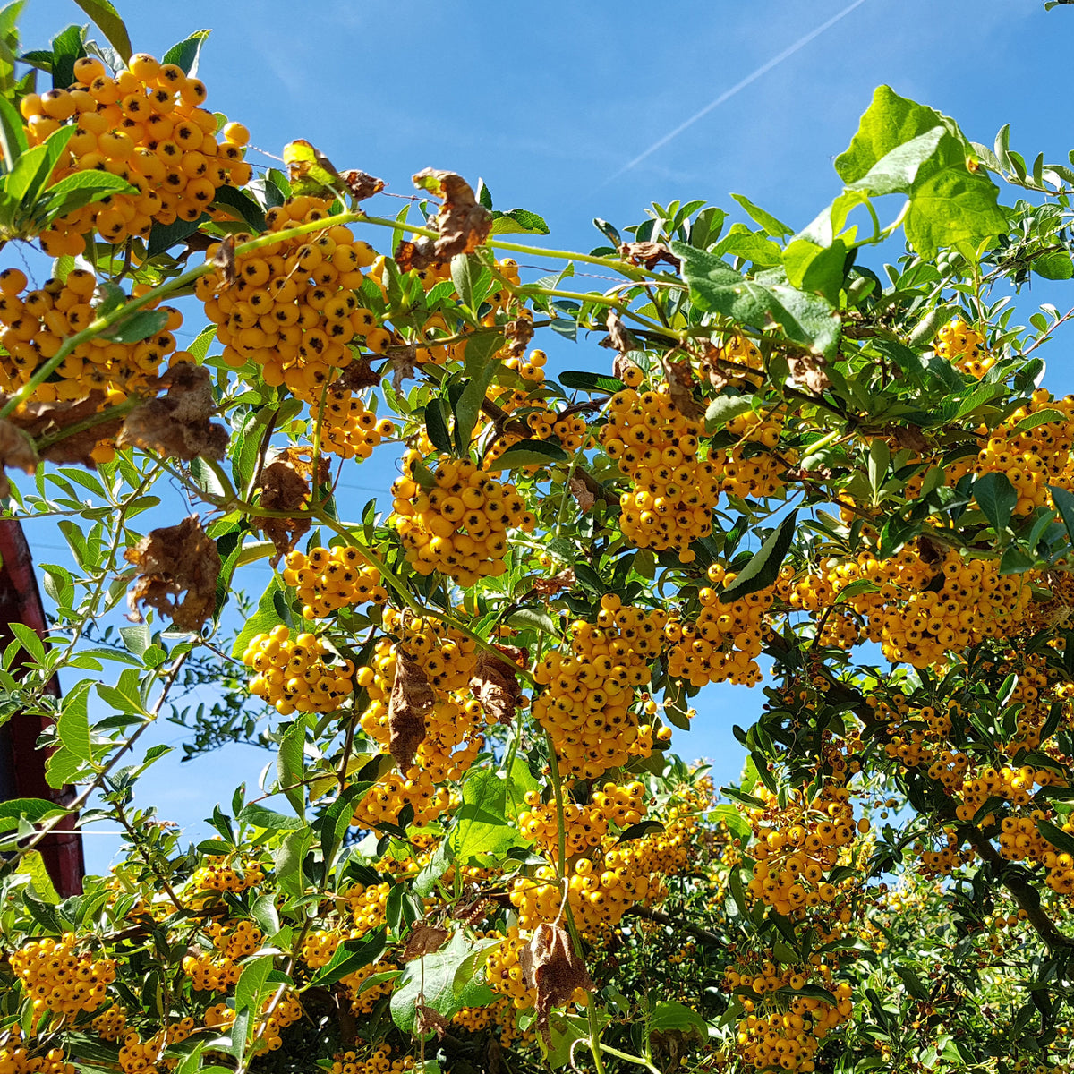 Gelber Feuerdorn (x3) - Pyracantha saphyr jaune - Bakker
