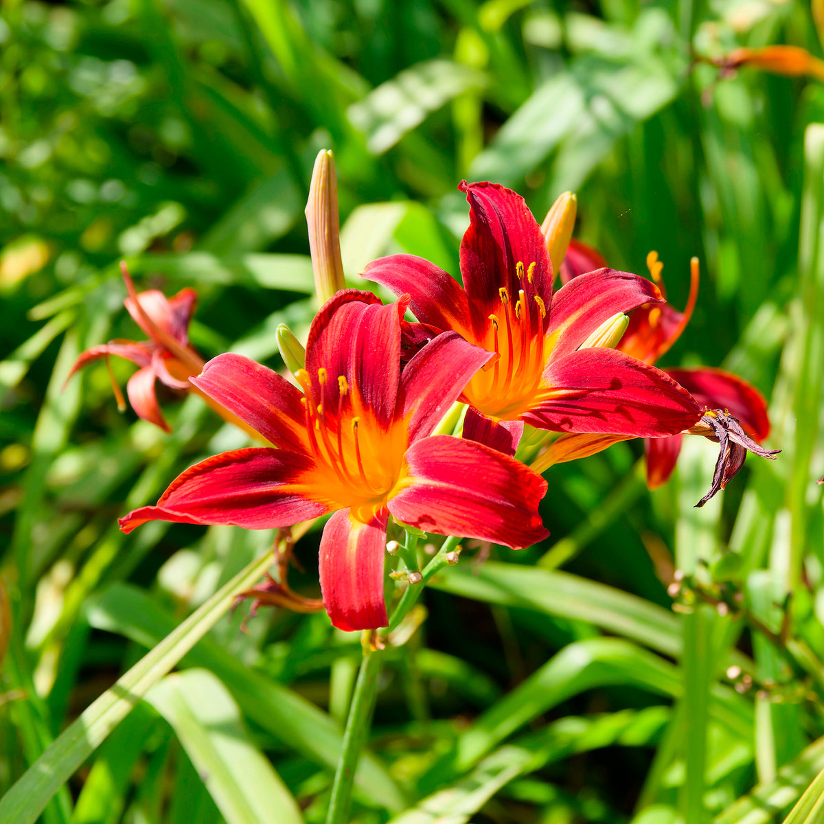 Taglilien ‘Crimson Pirate’ (x3) - Bakker