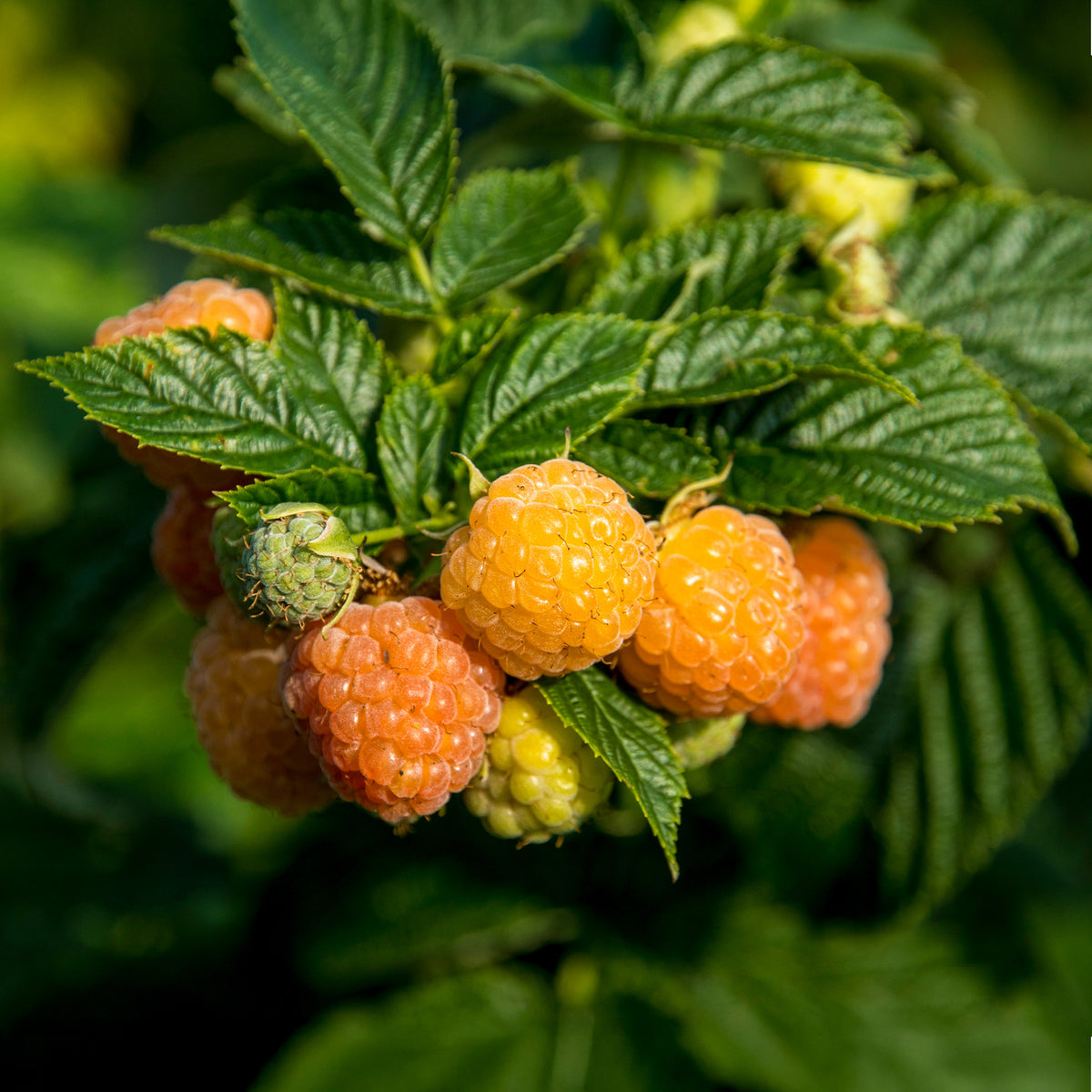 Himbeeren - Himbeeren Fallgold - Rubus idaeus Fallgold