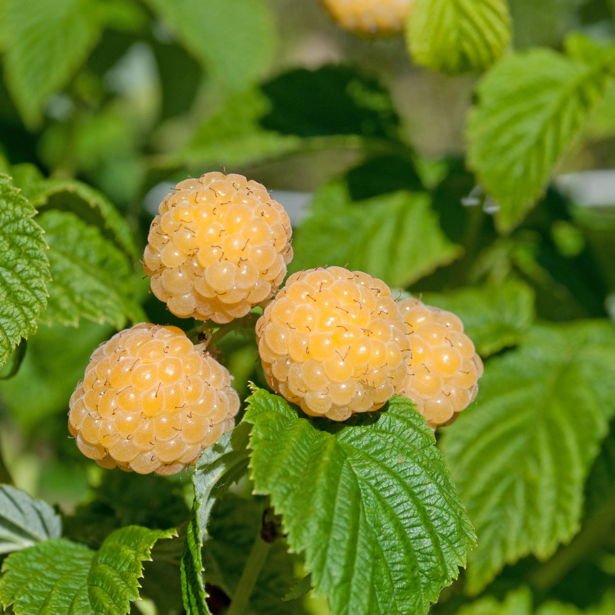 Verkauf Himbeeren Fallgold - Rubus idaeus Fallgold