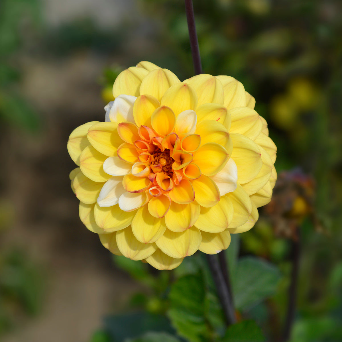 Pompon-Dahlie Double Jill (x3) - Dahlia double jill - Bakker