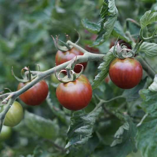 Kirschtomaten Cerise Chocolate - Solanum lycopersicum chocolate cherry - Gemüsegarten