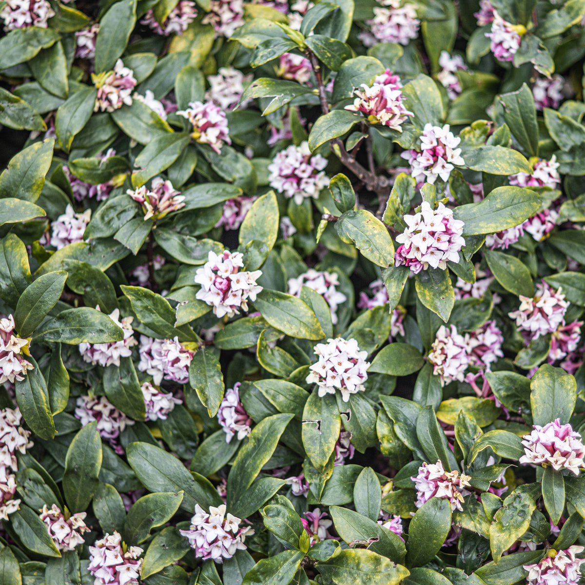 Seidelbast ‘Perfume Princess’® - Daphne x odora x bholua perfume princess ® - Bakker