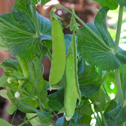 Zuckererbsen Oregon Giant - Bakker