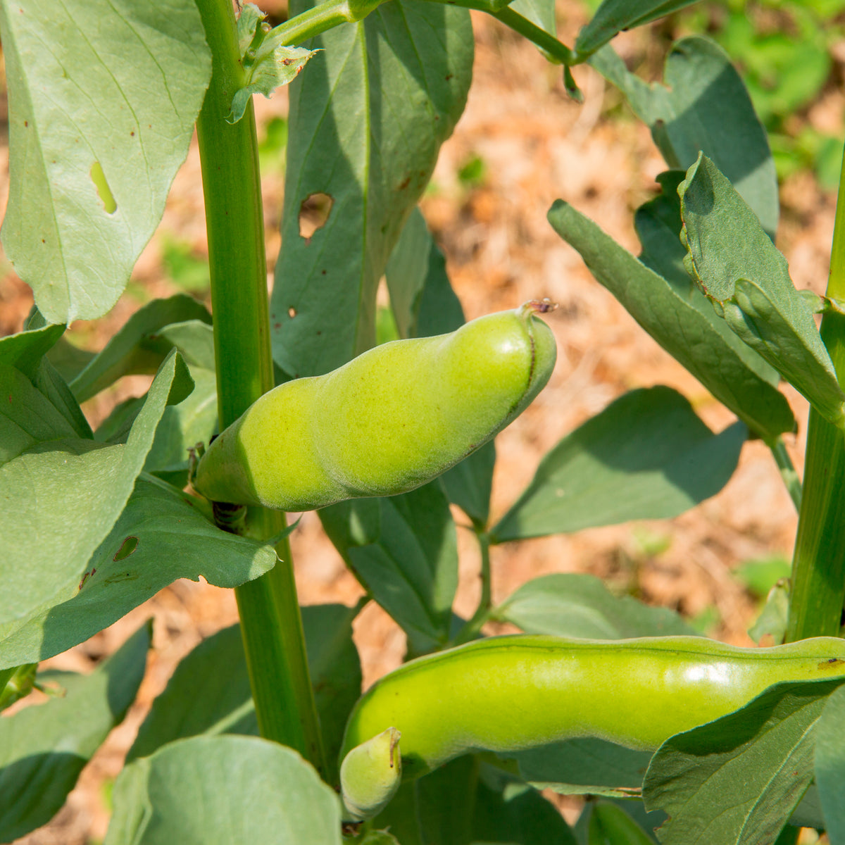 Vicia faba blanche précoce - Ackerbohne weiß extra früh - Samen für Hülsenfrüchte