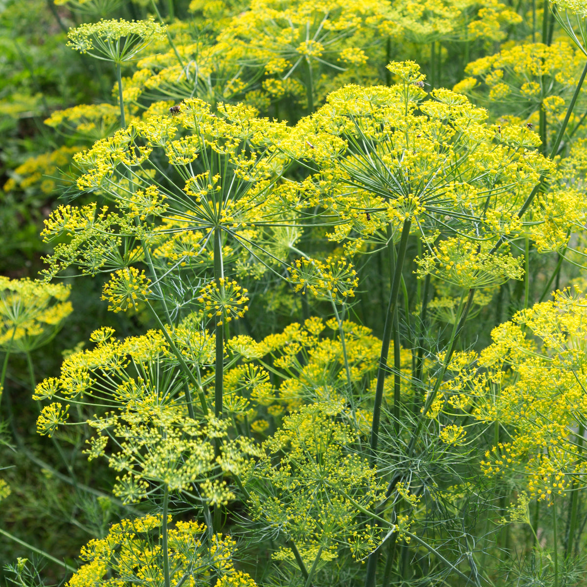 Kräutersamen - Dill Bouquet - Anethum graveolens bouquet