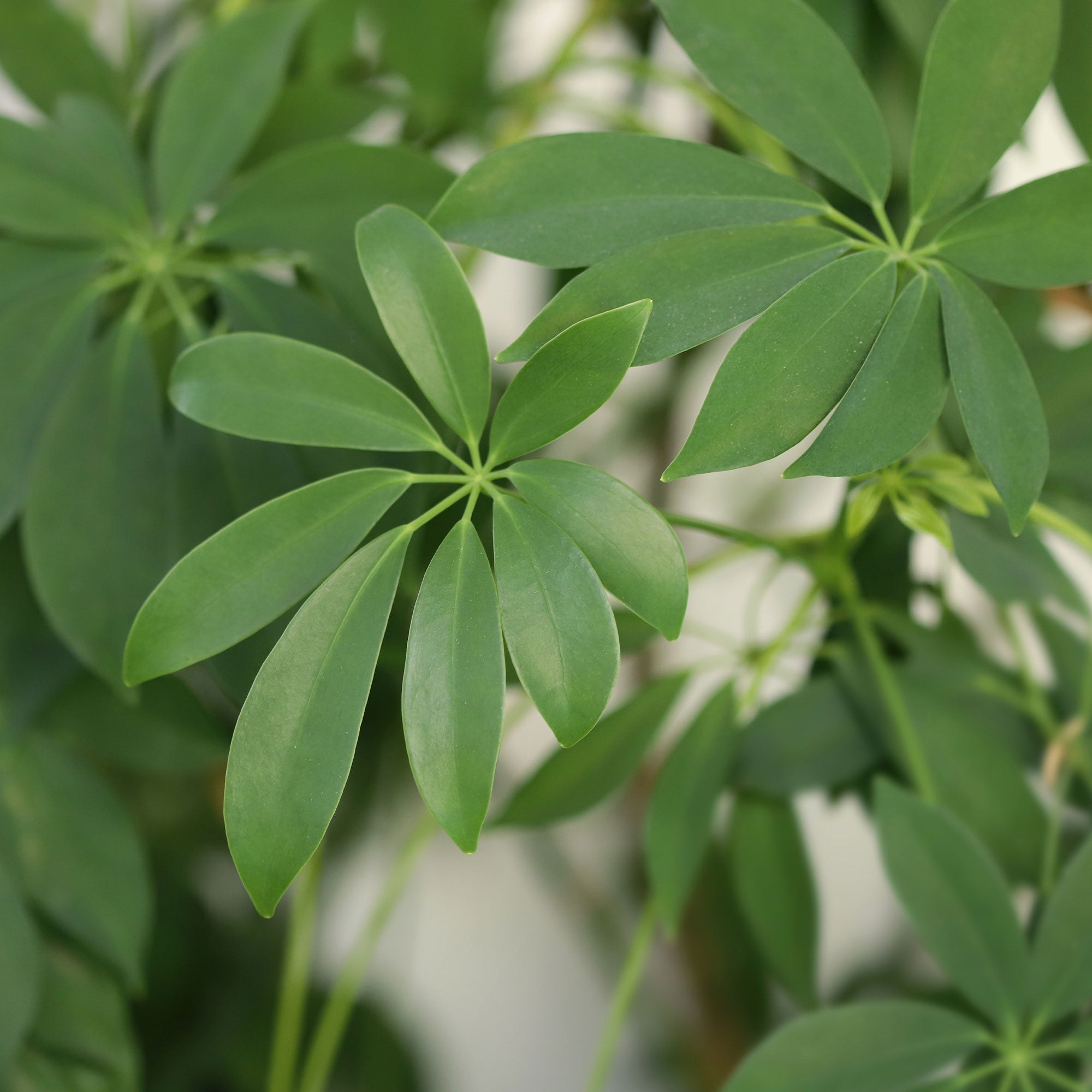 Strahlenaralie - Schefflera arboricola