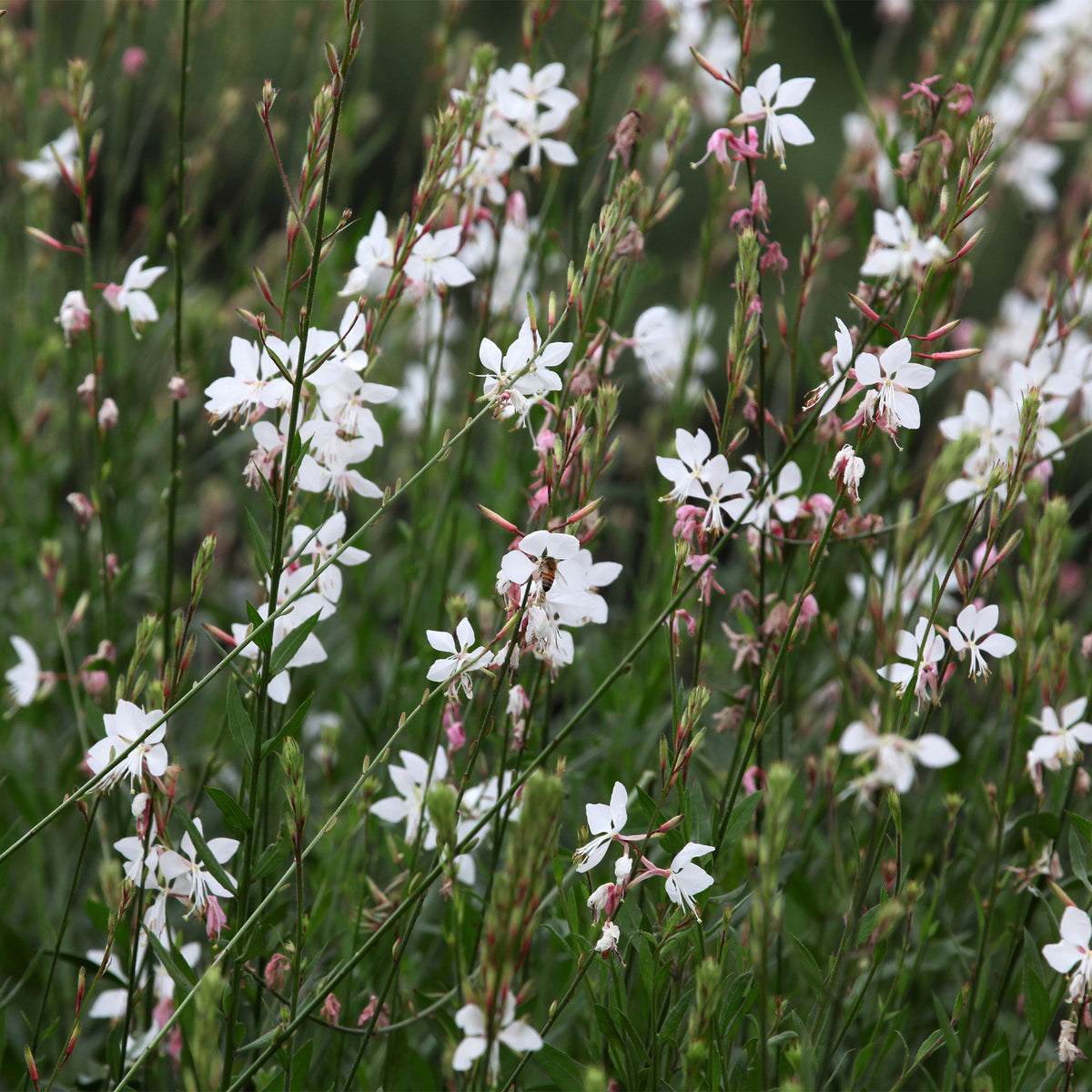 Paeonia itoh bartzella, delphinium bolero, gaura lindheimeri - Stauden-Kollektion in zarten Farben (x4) - Blühende Stauden