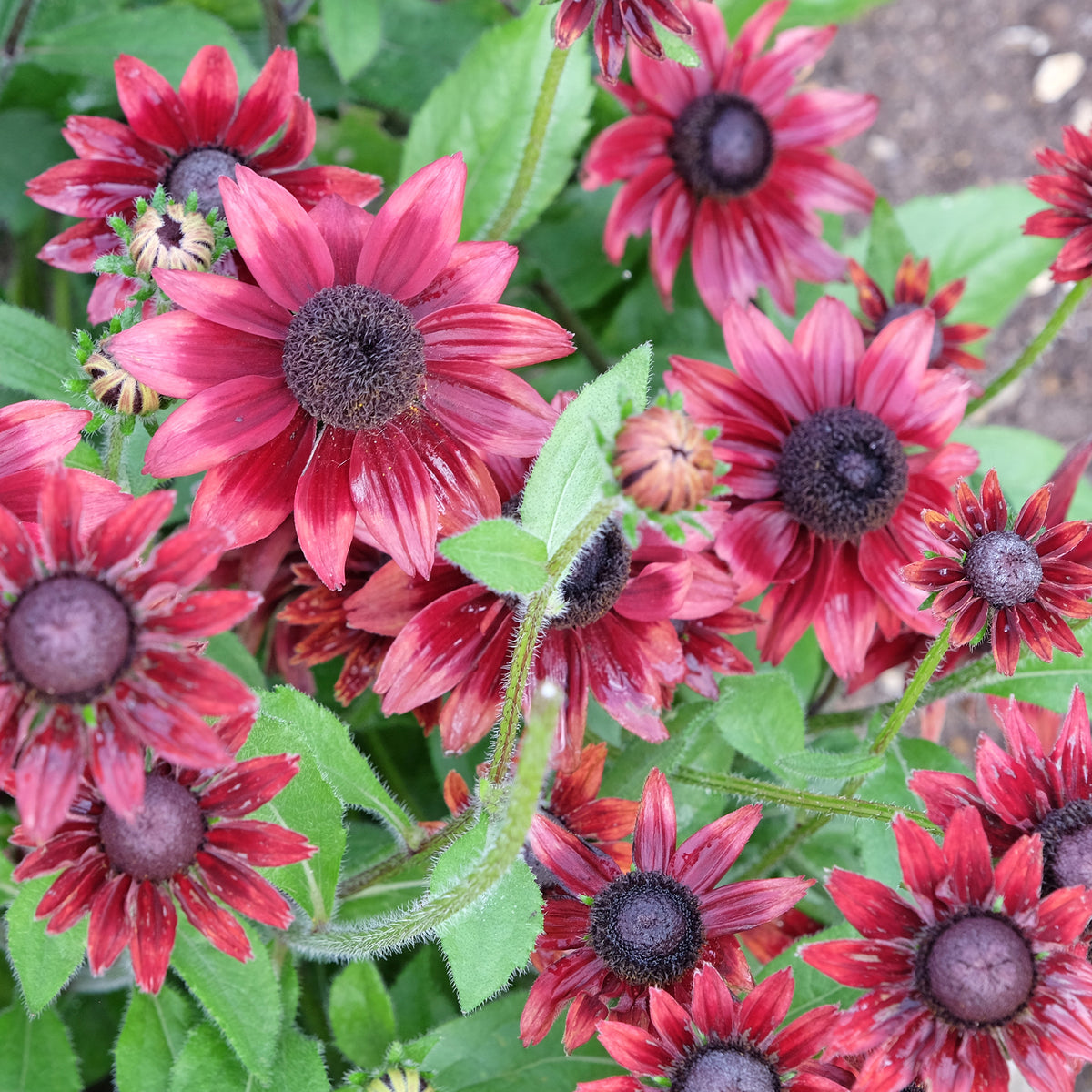Sonnenhut Cherry Brandy (x2) - Echinacea hirta cherry brandy - Bakker