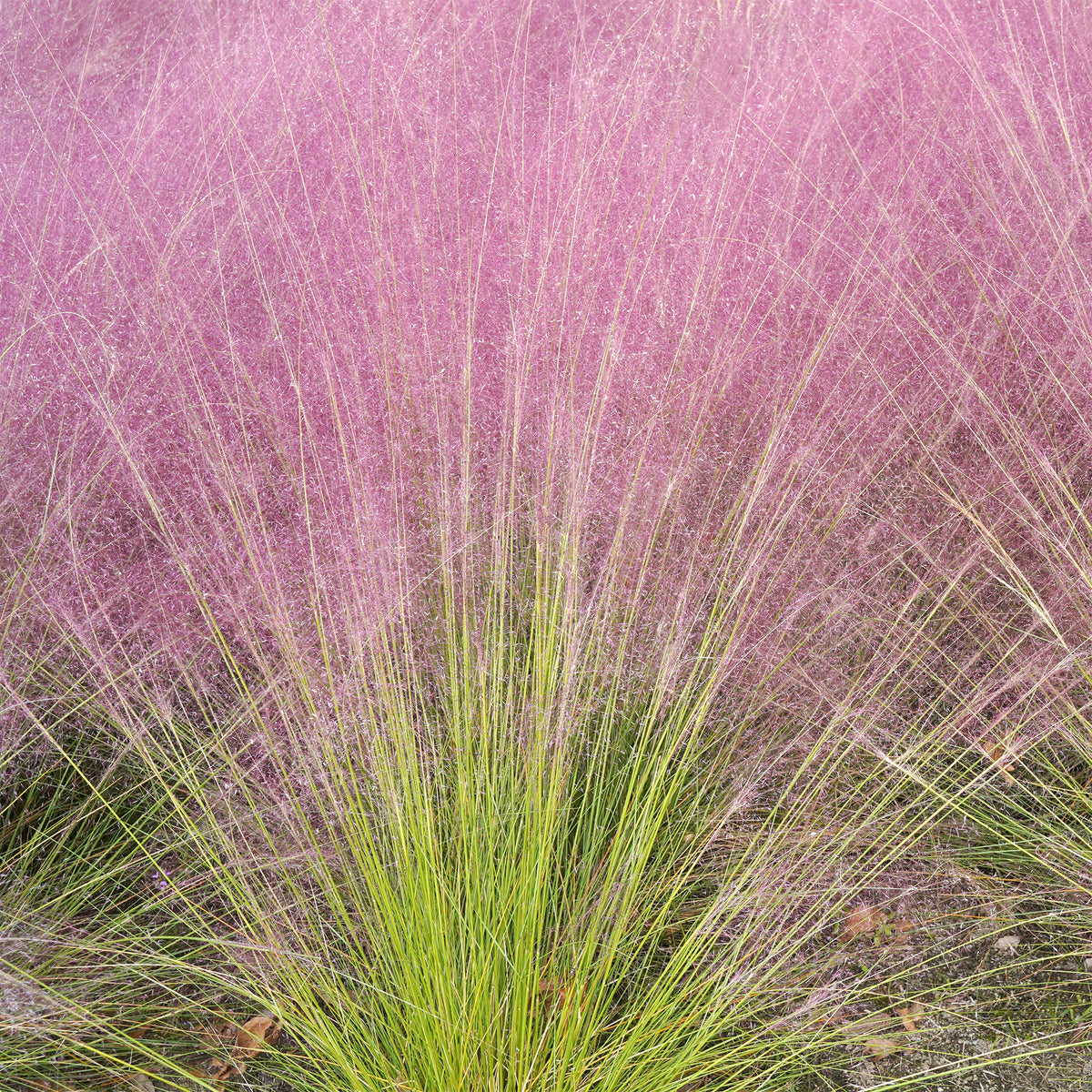 Stauden - Rosa Haargras (x2) - Muhlenbergia capillaris