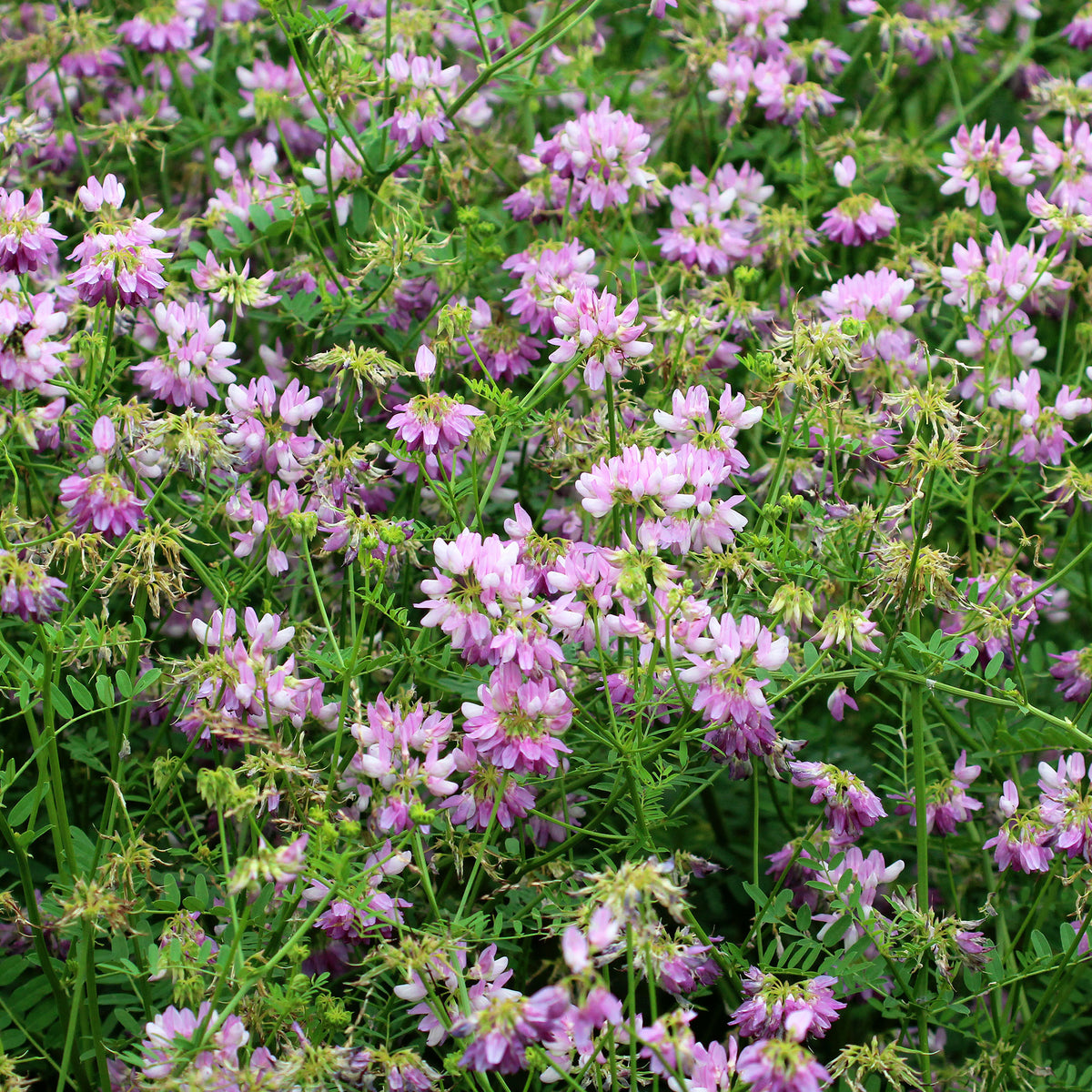 Bunte Kronwicke (x2) - Coronilla varia - Bakker