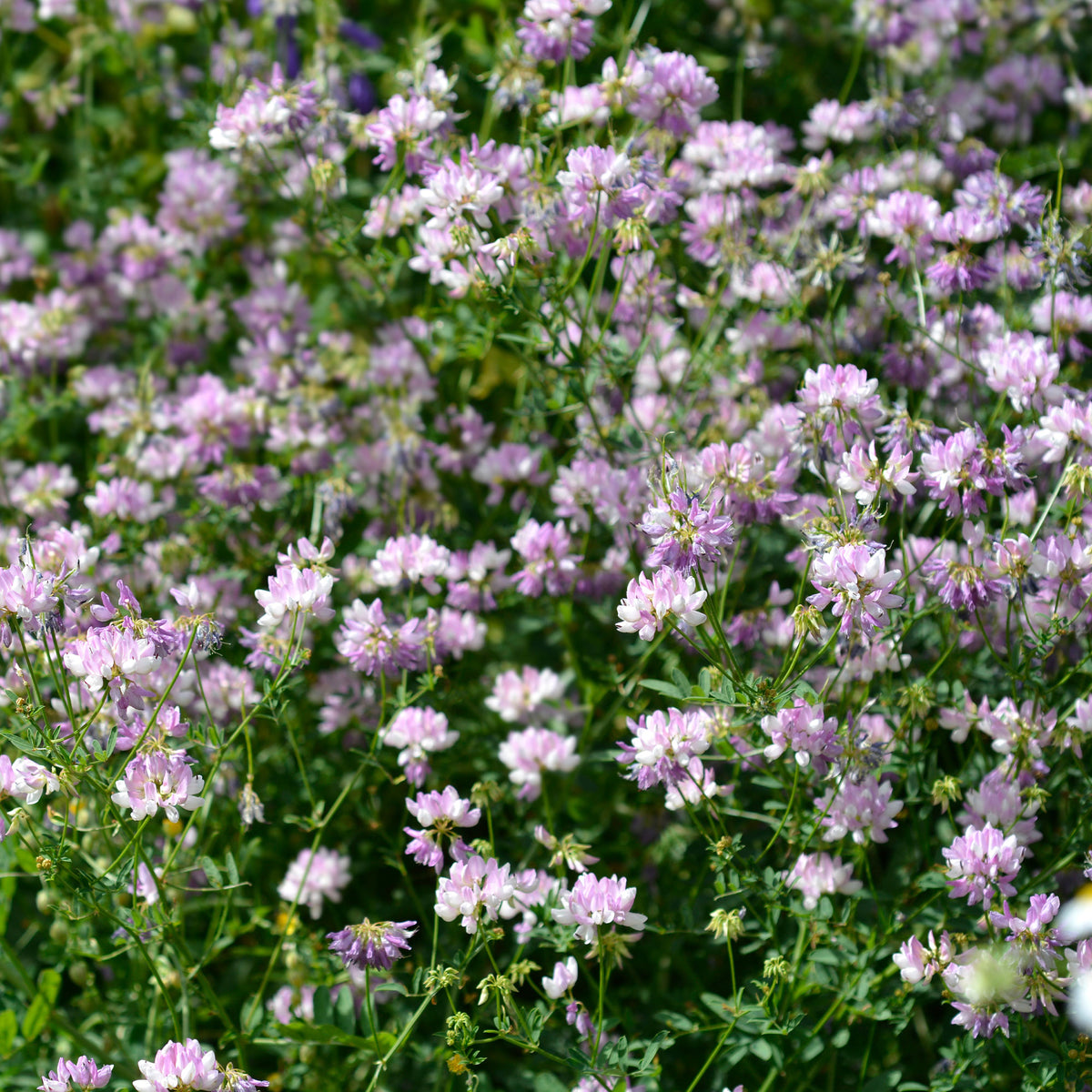 Coronilla varia - Bunte Kronwicke (x2) - Stauden