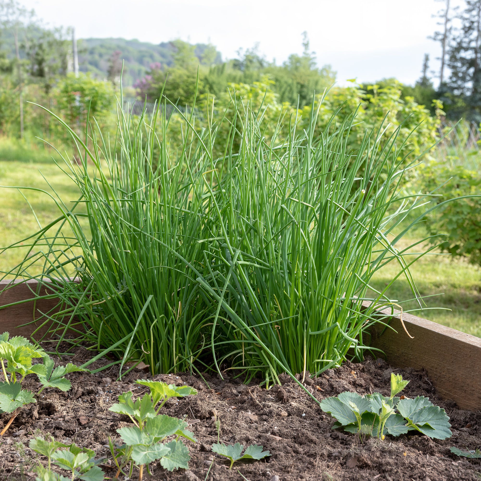Schnittlauch Pflanze - Allium schoenoprasum