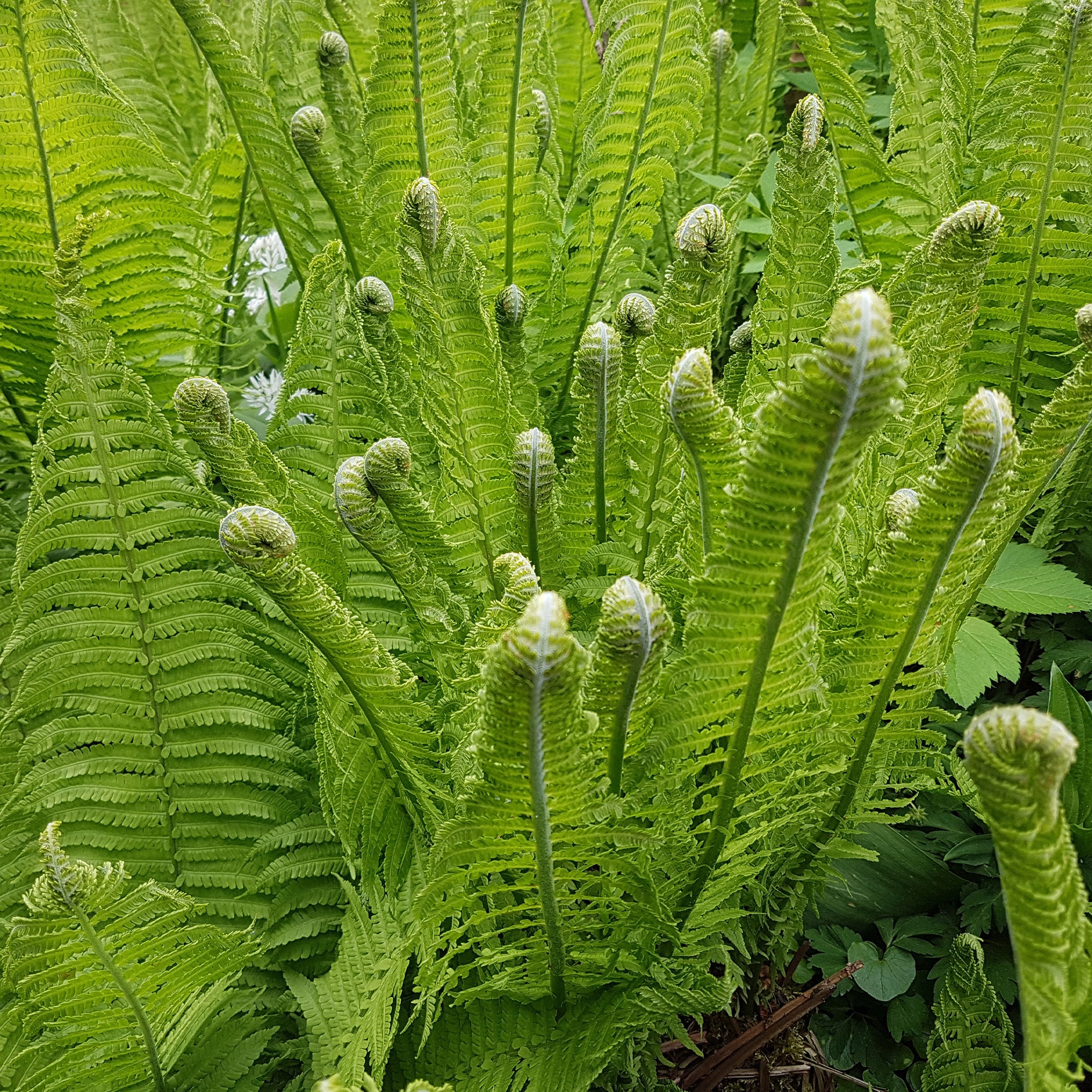 Straußenfarn (x2) - Matteuccia struthiopteris