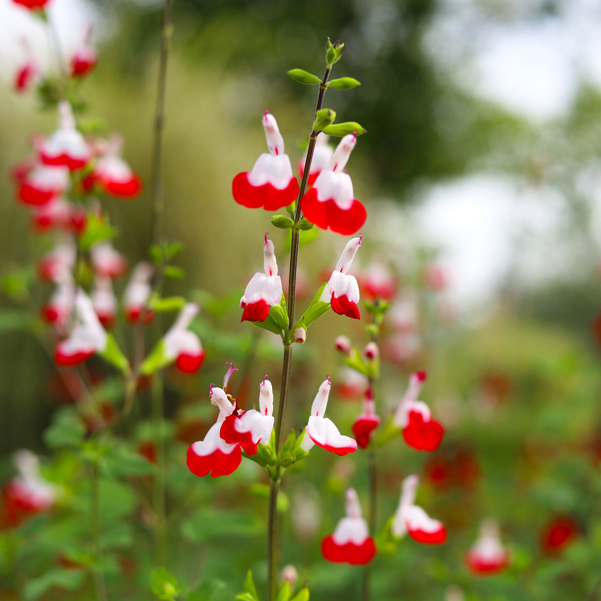 Salbei Hot Lips