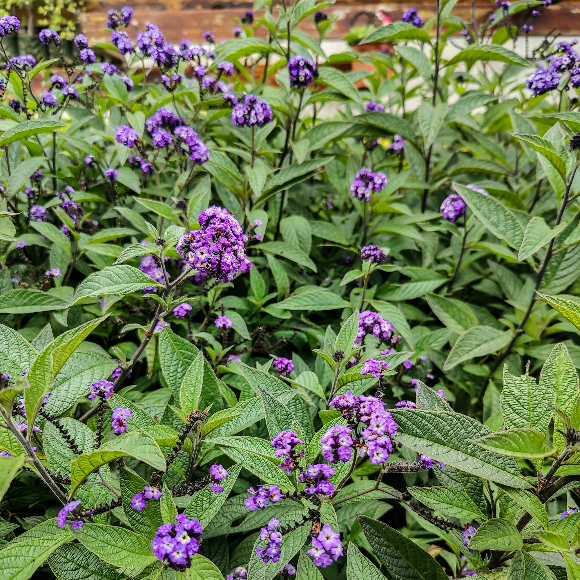Vanilleblume (x3) - Heliotropium peruvianum