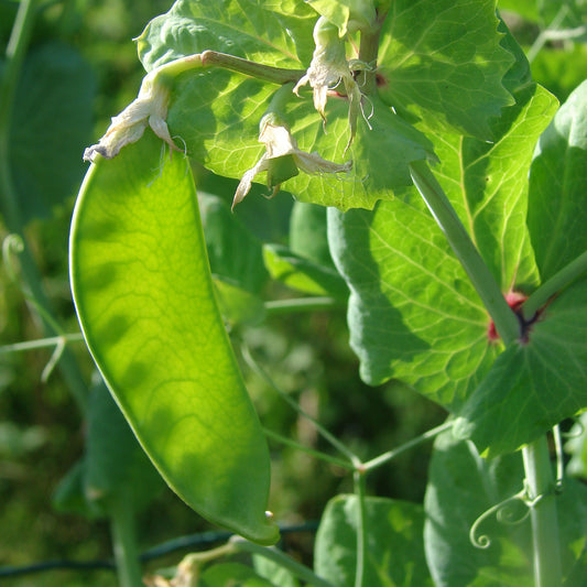 Zuckerschoten Héraut - Bakker