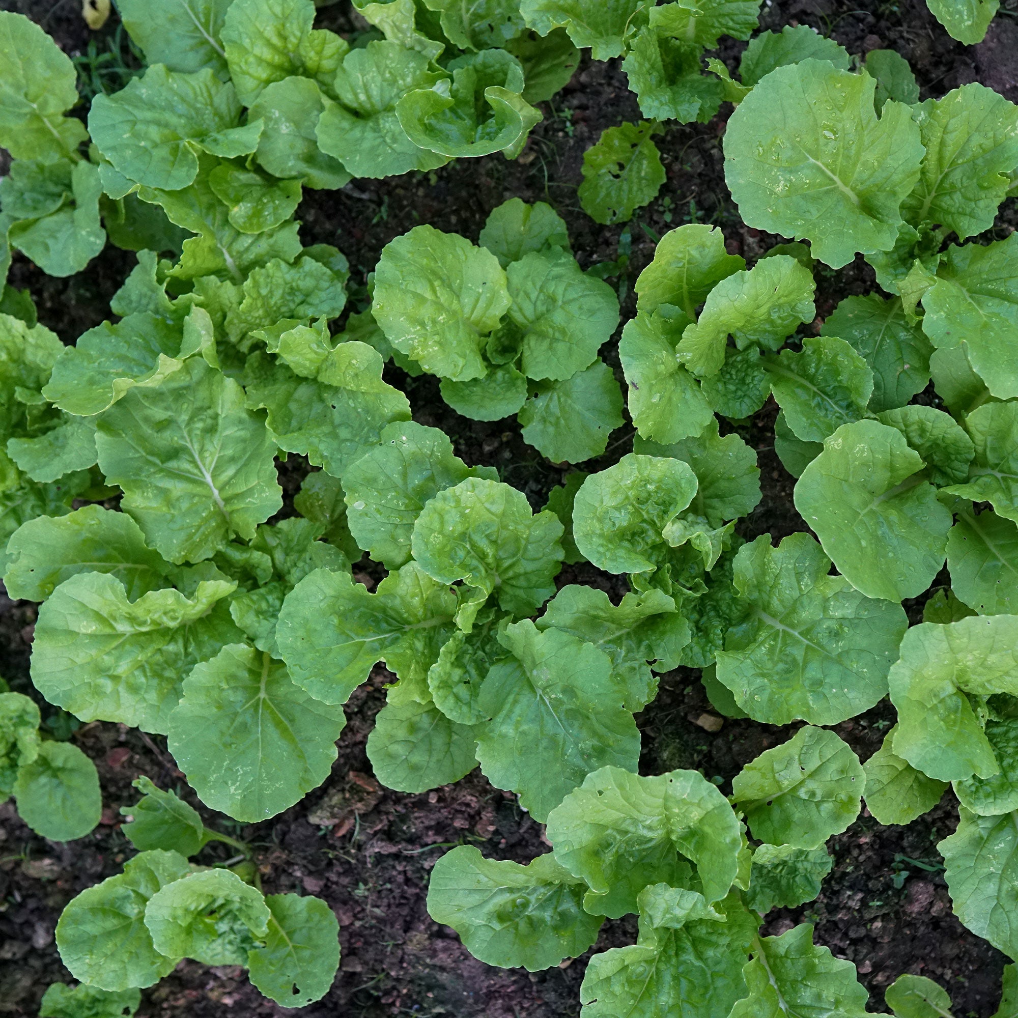 Saatgut Herbstrübe grün - Brassica rapa